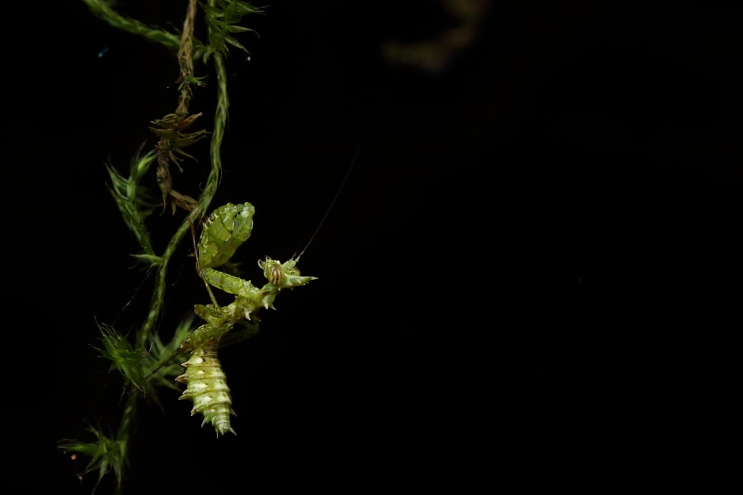 Photo Insect, camouflage